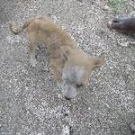 Hungry Dogs Don't Play